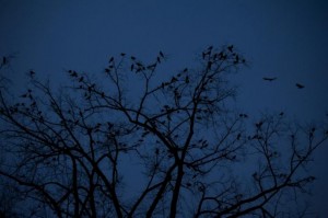 Crows at Penn State